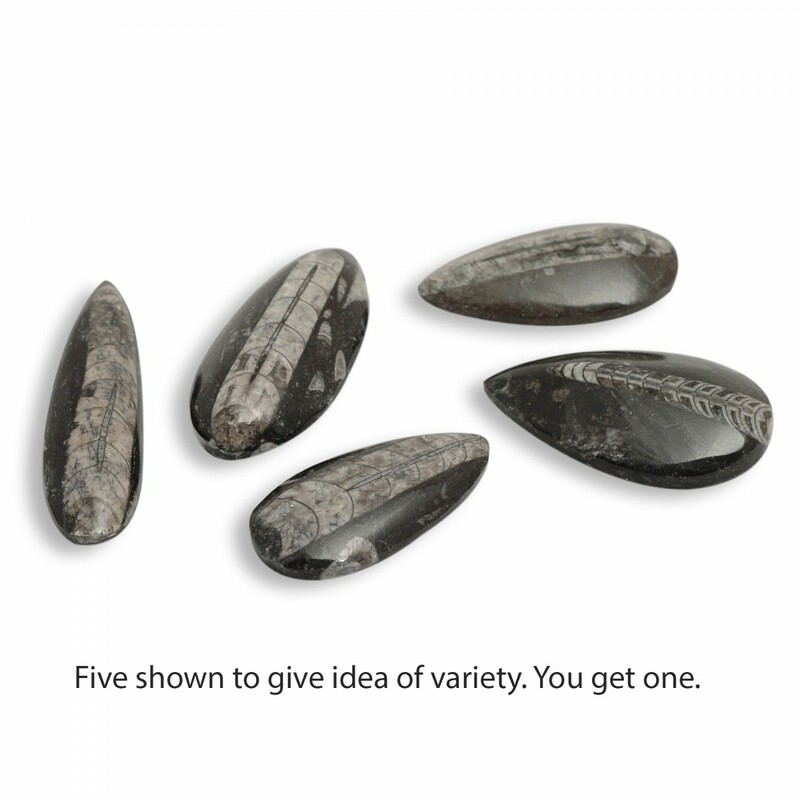 Orthoceras Peardrop Fossil - Large - Image 2